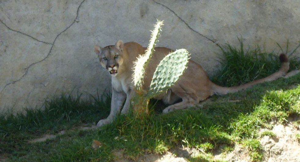 Perú Admirados y amenazados felinos que habitan el Perú y se