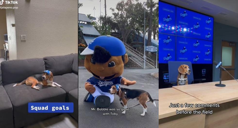 Toby, el perro fanático de Los Angeles Dodgers a quien el equipo de béisbol agasajó con un trato VIP