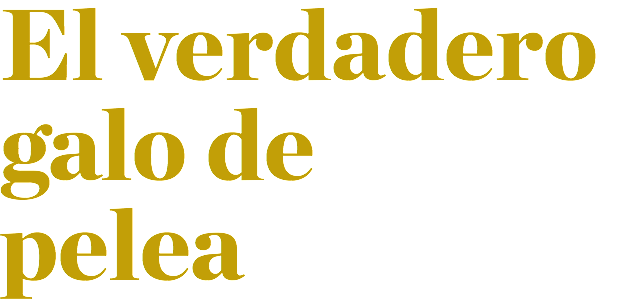 El verdadero galo de pelea