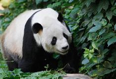 Pan Pan: murió el panda 'abuelo' que salvó a su especie 