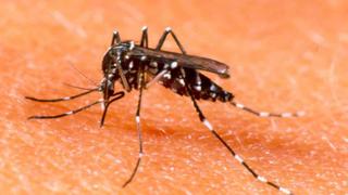 Casos de dengue en América llegarían a los 2 millones en 2015