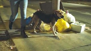 Video busca darle luz y voz a perros que para muchos son ‘invisibles’