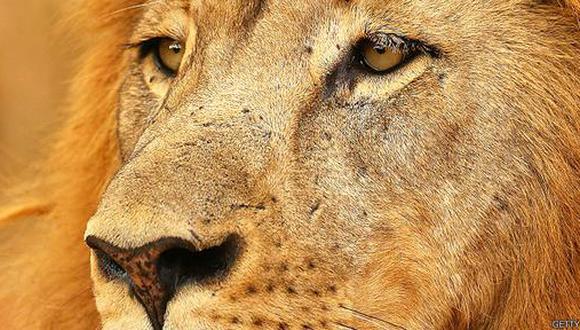 Más allá de Cecil, siete razones para amar a los leones
