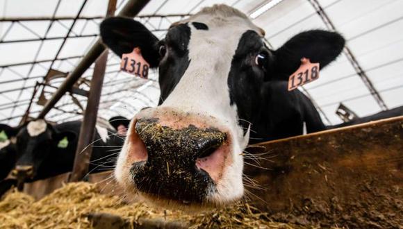 La vaca, de 13 años, fue sacrificada de urgencia e incinerada, según la Oficina Federal de Seguridad Alimentaria y Asuntos Veterinarios. (Foto: AFP)