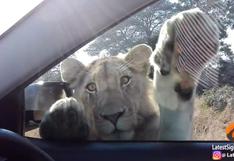 Turistas fueron asustados por un león muy 'sociable' | VIDEO