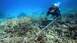 El terrible año de la Gran Barrera de Coral