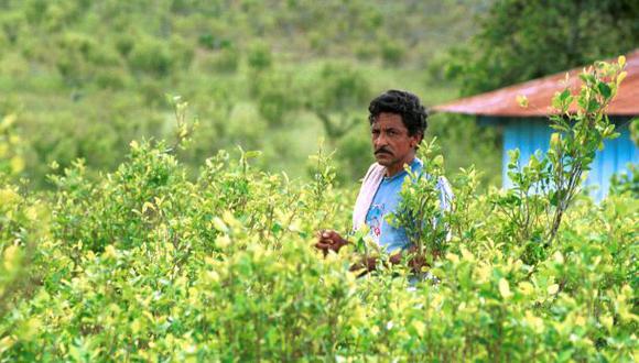 Los cultivos de coca ganan terreno como nunca antes en Colombia