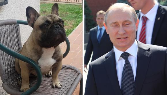 El bulldog francés llamado en honor al presidente ruso fue robado de su casa por un vendedor de comida y vendido a una pareja que reside en el interior de Bolivia. (Foto: De los Kudelka Bulldog Francés/Pixabay)