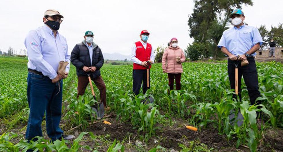 El programa cuenta con cientos de agricultores de Barranca inscritos con 307 hectáreas de Maíz amarillo duro peruano sembradas. (Foto: oficial)