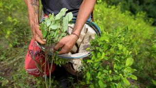 Aumento de cultivos de coca en Colombia deja “muy preocupado” a Estados Unidos