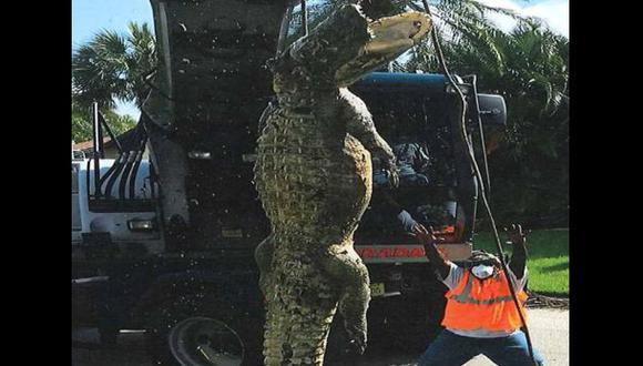 Encontraron caimán de tres metros en el desagüe de Florida