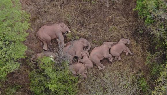 Las autoridades dicen que los elefantes pueden estar regresando a casa. (Reuters).