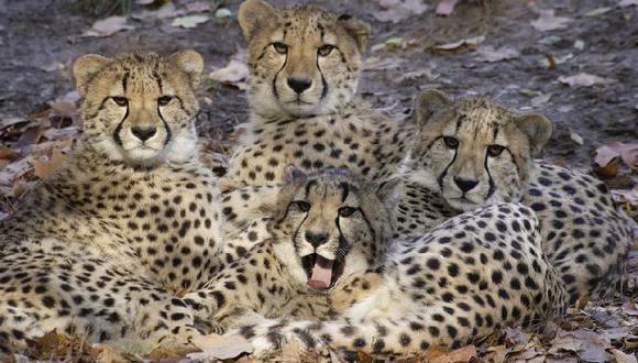 Los guepardos están más amenazados de lo que se pensaba