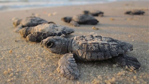 Los huevos de tortuga marina son codiciados en el mercado negro. (Foto: Referencial - Pixabay)