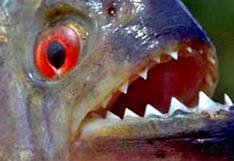 Argentina: Al menos seis heridos por nuevo ataque de peces carnívoros