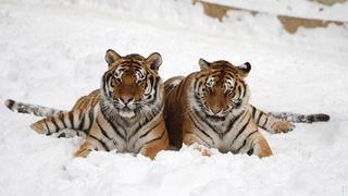 YouTube: reaparecen tigres siberianos en China luego de 60 años