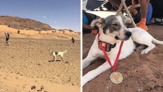 'Cactus', el perro que corrió (y completó) en una de las maratones más duras del mundo