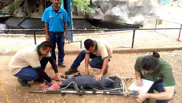 Un manatí es atendido por el personal que del Zoológico y Jardín Botánico Bararida. Foto: Carlos Silva.