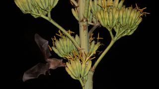 La ciudad de Lima alberga al menos 11 especies de murciélagos
