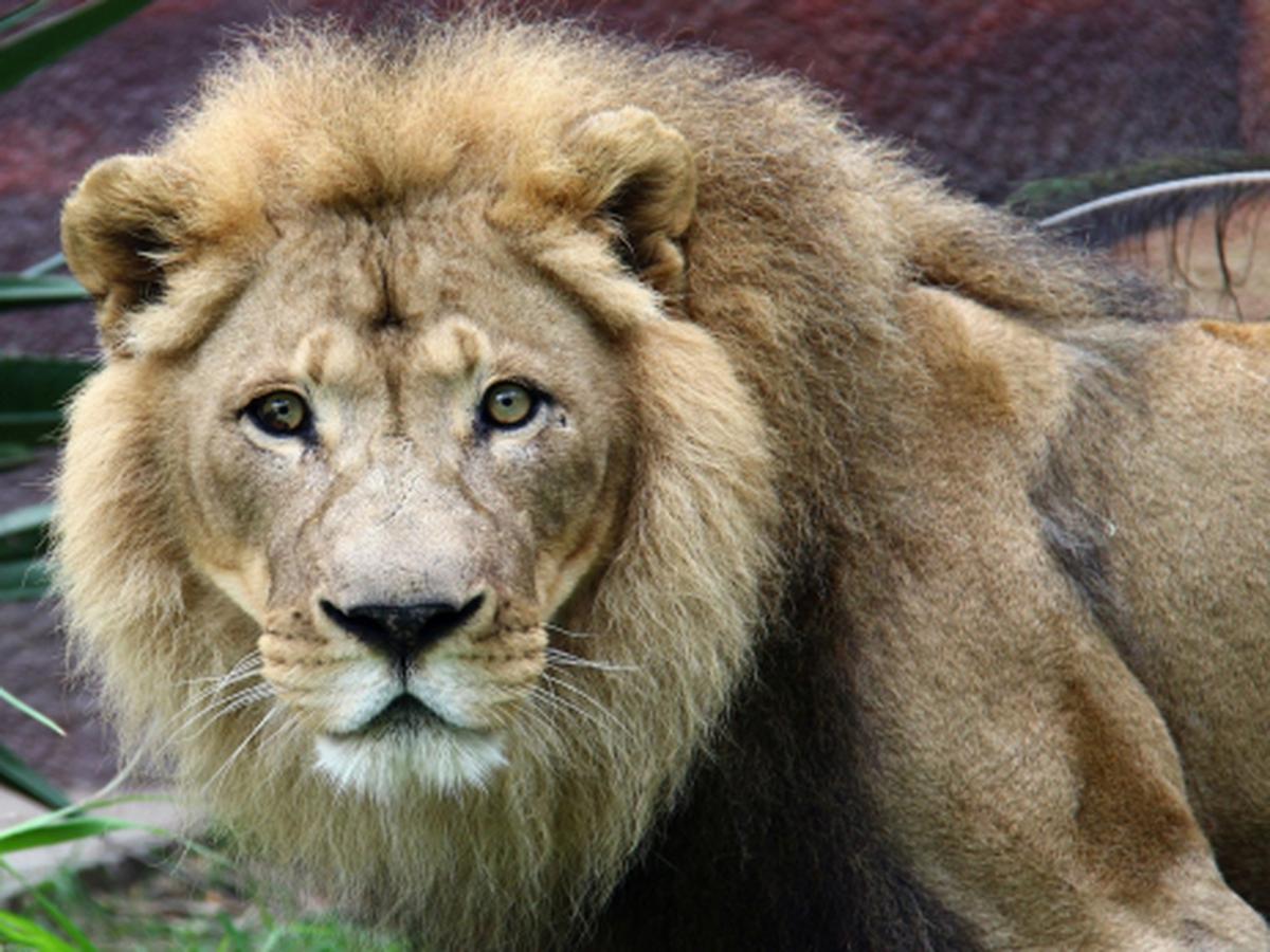 El ancestro común del león moderno vivió hace  años | TECNOLOGIA |  EL COMERCIO PERÚ