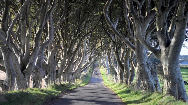 ¿Cruzarías este 'túnel' de árboles en Irlanda del Norte? - 1