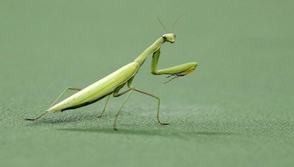 Hallan 19 especies nuevas de mantis en Centro y Sudamérica