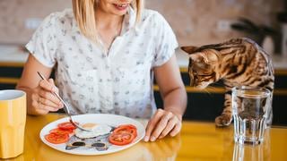 WUF: ¿Deberías alimentar a tu mascota con comida casera?