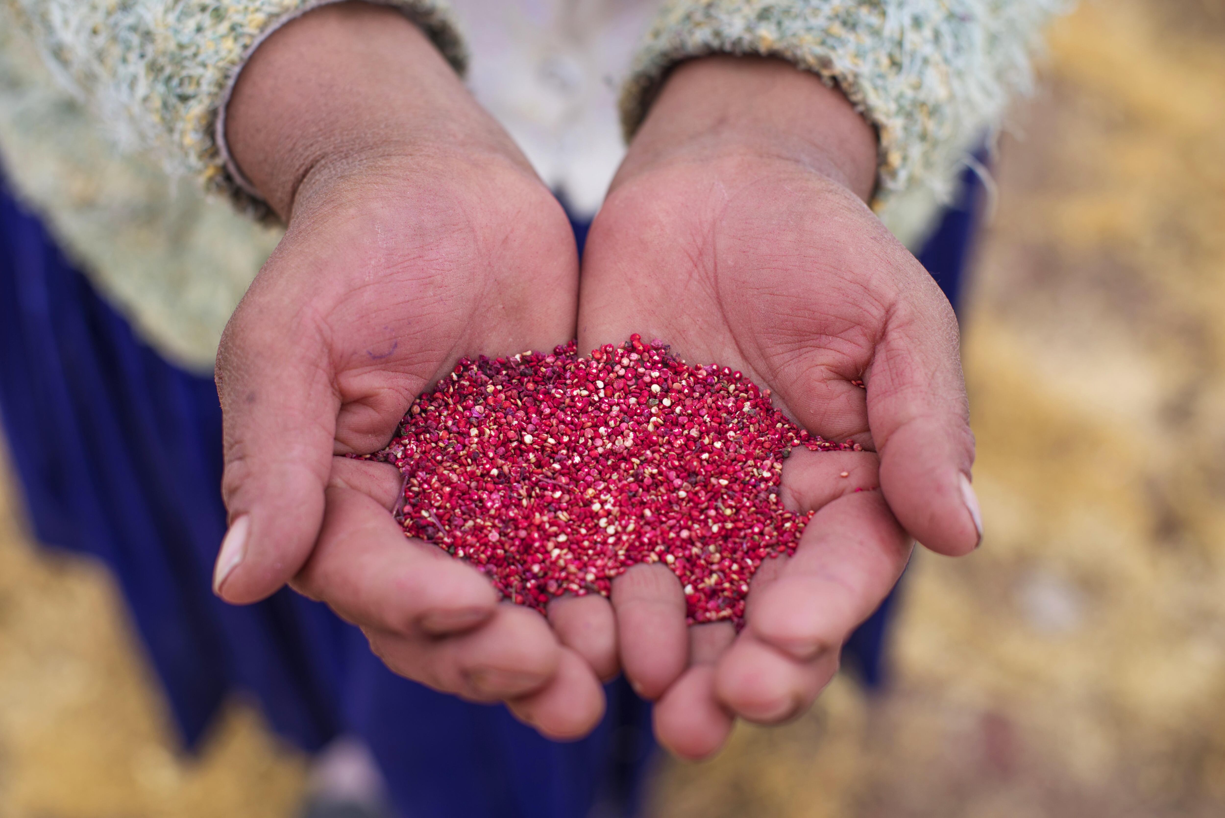 La apertura de este mercado beneficiará a unos 20,000 productores de quinua de las regiones de Cusco, Puno, Ayacucho, Huancavelica, Junín  y Arequipa. (Foto: GEC)
