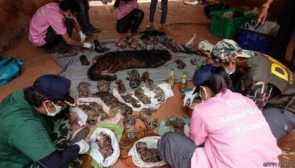 Hallan 40 cachorros de tigre muertos en popular templo budista