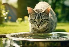 Consultorio WUF: ¿Cómo mantener hidratado a tu gato?
