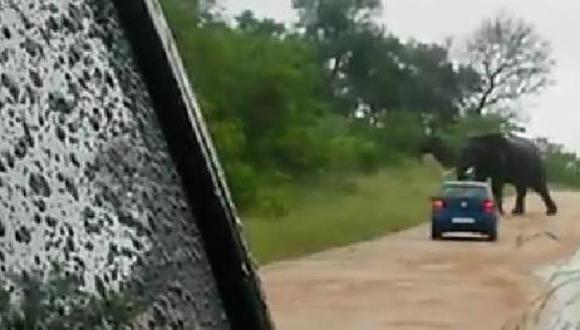 VIDEO: Elefante vuelca un Volkswagen Polo