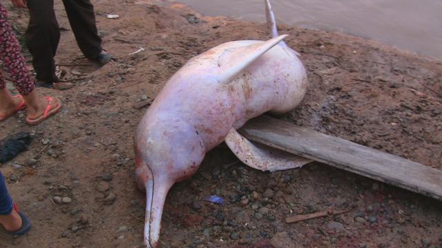 Loreto: hallan delfines rosados muertos a orillas del río Huallaga