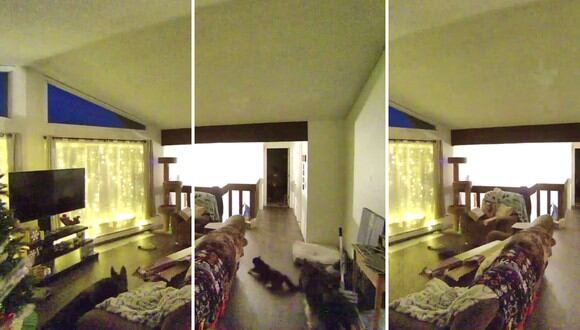 Un grupo de perros y gatos que dormía plácidamente en el segundo piso de una vivienda huyó despavorido al sentir el fuerte remezón. (Foto: ViralHog en Facebook)