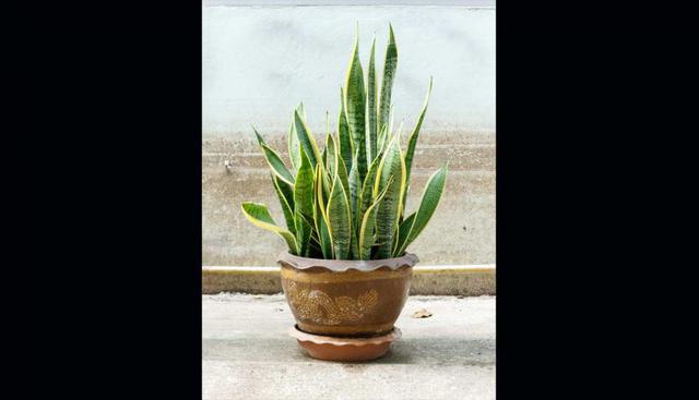 Lengua de suegra (Sansevieria trifasciata). Si se cultiva en exteriores puede aguantar temperaturas muy altas (incluso de 40ºC) y también muy bajas (-5ºC).Esta planta es muy utilizada en la decoración de interiores y tiene la ventaja de sobrevivir in