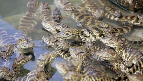 Hallan cocodrilos recién nacidos en una piscina pública