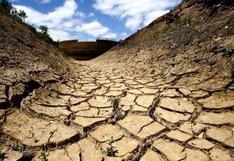 Cambio climático: árboles necesitan 4 años para recuperarse de una sequía