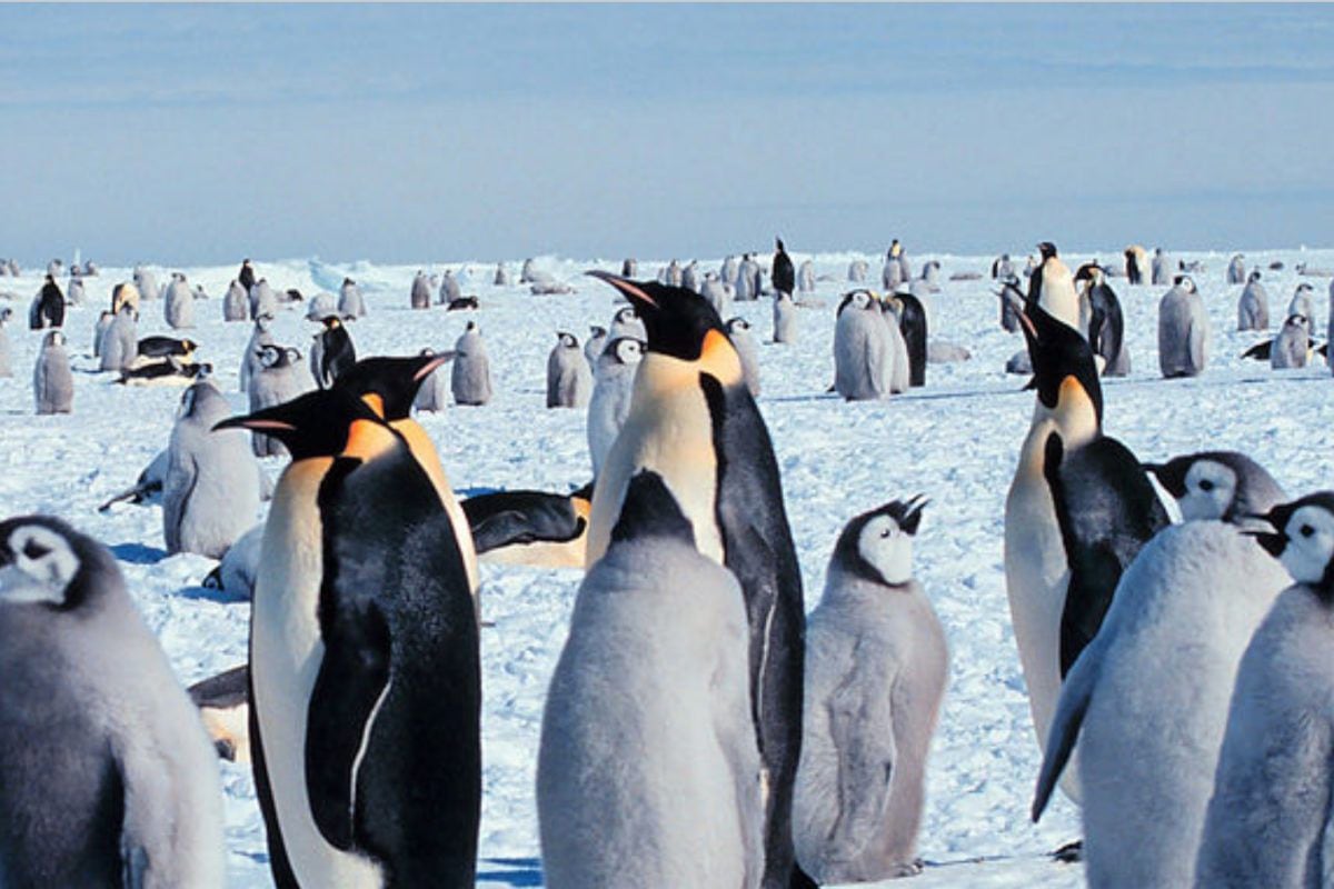 Antarctica is an area rich in fauna that is already threatened by climate change.  (Photo: AFP)