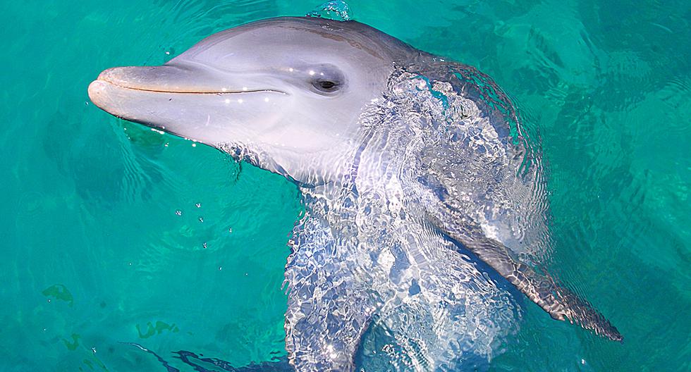 Indignantes imágenes registran la muerte de un bebé delfín. (Foto: Captura de YouTube)
