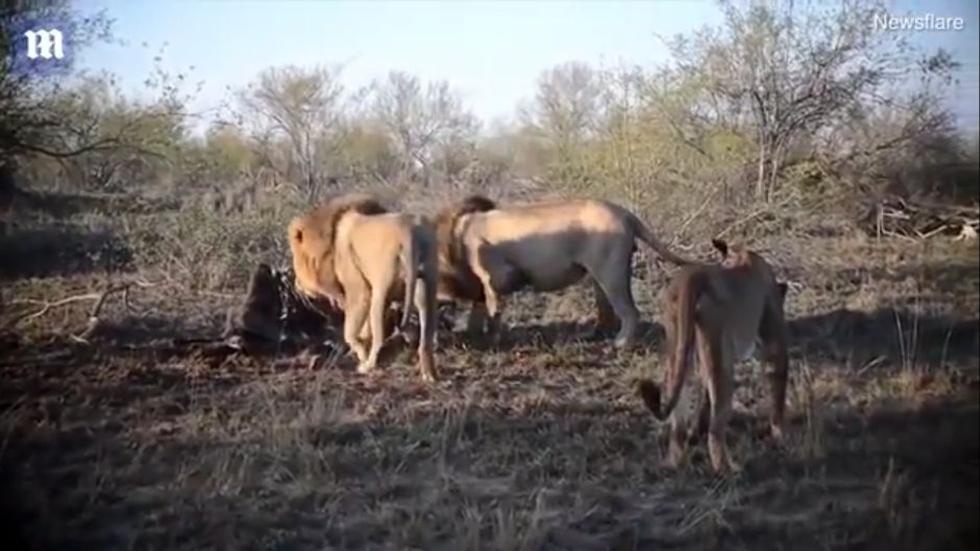 YouTube | El impactante enfrentamiento de leones para quedarse con una presa  | Sudáfrica | Viral | Yt | Yutube | Video | Fotos | REDES-SOCIALES | EL  COMERCIO PERÚ