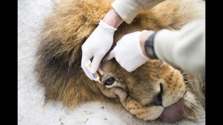 Hallan a dos leones abandonados por un circo en México