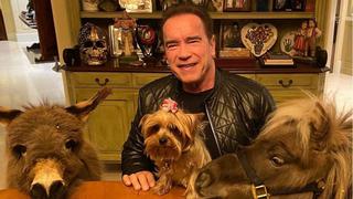 Coronavirus: Arnold Schwarzenegger aparece con su burro y su pony y aconseja a la gente a quedarse en casa