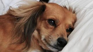 WUF: perro tiene llamativa forma de echarse en la cama de su dueño