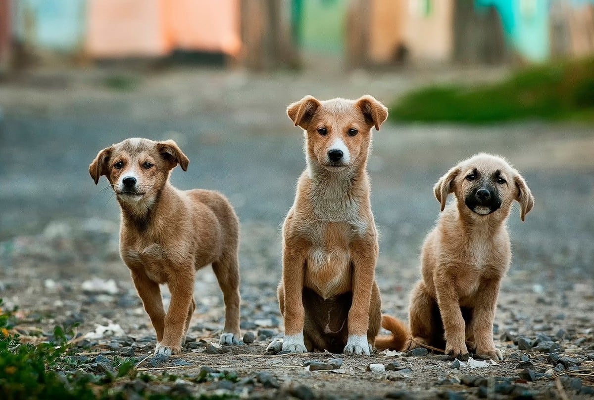 Cuatro perritos abandonados debajo de un auto en llamas son rescatados por valientes jóvenes en la India ( Foto referencial: Pixabay)