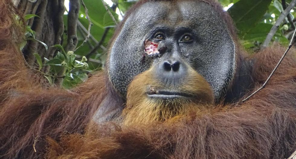 An orangutan is seen using a medicinal plant to heal a wound for the first time