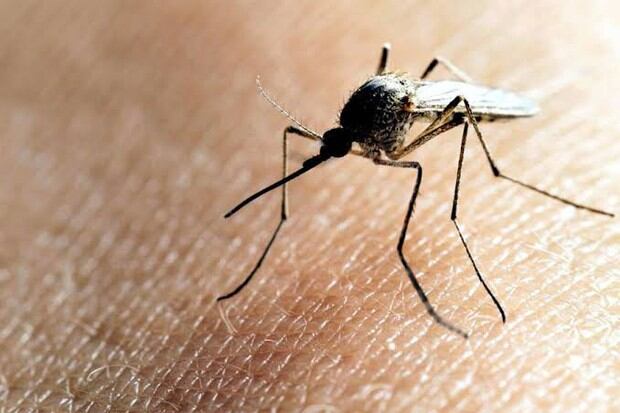 El dengue es una enfermedad vírica que se transmite a través de un mosquito (Foto: AP)