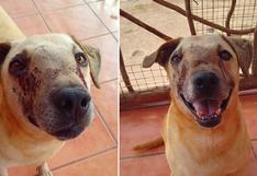 WUF: perro con cáncer en la nariz necesita ayuda urgente para sobrevivir