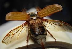 Encuentran por accidente en China una nueva especie de escarabajo