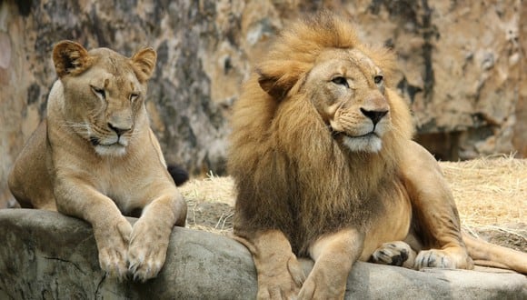 Ambos animales habían llegado al zoológico de Brookfield, de Illinois (Estados Unidos), en 2008. Desde entonces habían sido considerados como pareja. (Foto: Referencial/Pixabay)