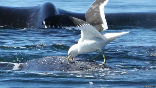 La guerra entre las gaviotas y ballenas continúa - 1