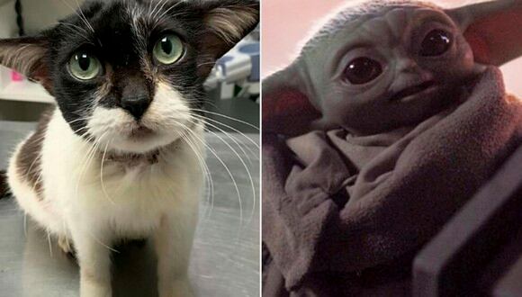 Gatita que se parece a Baby Yoda busca un hogar. (Facebook | HumaneRowanNC)
